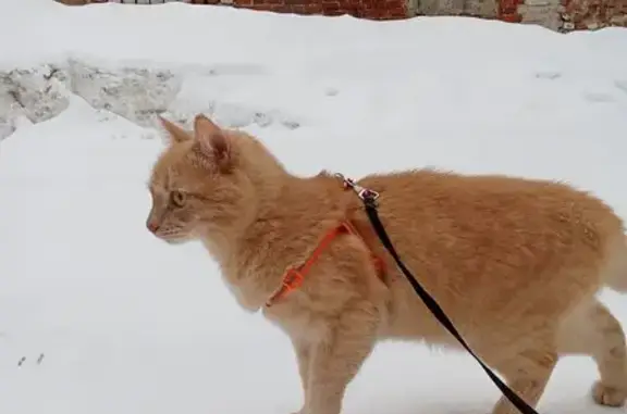 Пропала кошка, площадь Минина, 7, НН