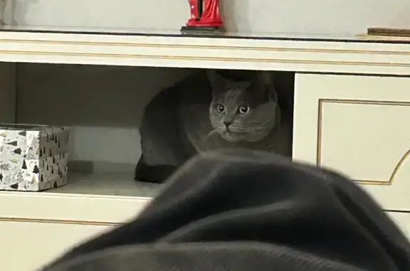 Кошки потеряшки, Ленинский, фото: Потеряшка кошка, Жемчужная улица, Ленинский