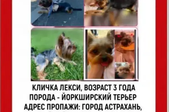 Пропала собака, Дунайская 13/58, Астрахань