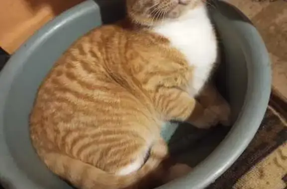 Пропала кошка, Лесной пер., Топчиха