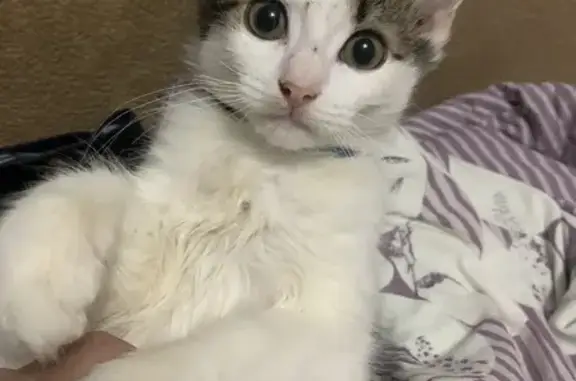 Пропала кошка, пл. Усова, 14, Новый Учхоз