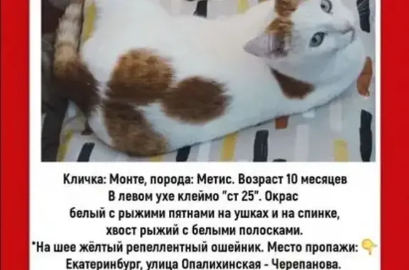 Пропал кот Монте, Опалихинская 40, Екб