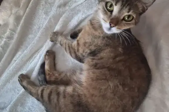 Кошка найдена на Ломоносова 114/29, Воронеж