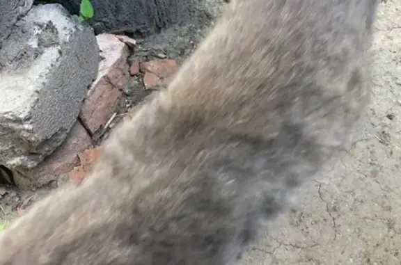 Кошка найдена: Чебоксары, Гражданская 67