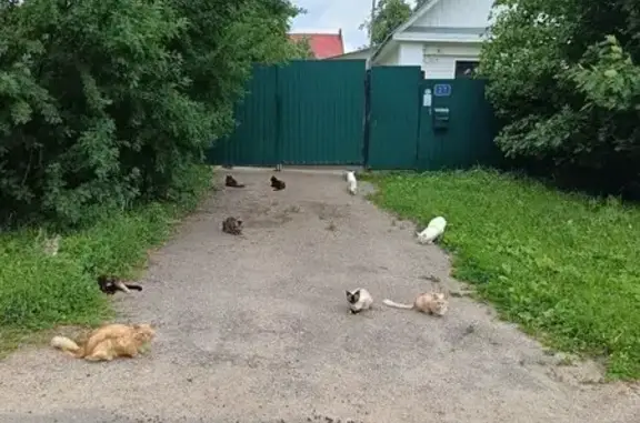 Кошка найдена в д. Славково, МО
