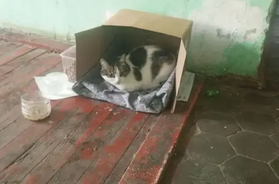 Найдена кошка, Калуга, фото: Кошка найдена: Болотникова 19, Калуга