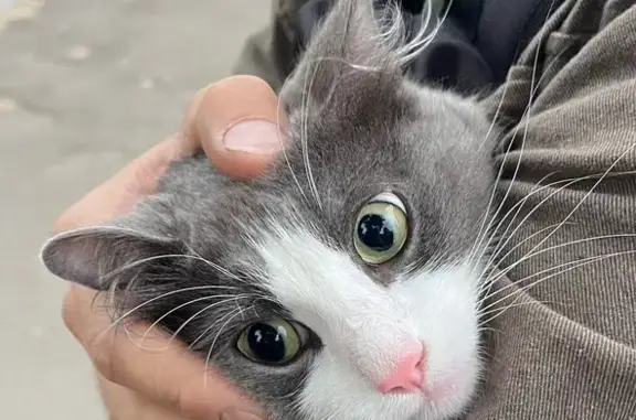 Кот найден: Иркутск, ул. Просвещения 36