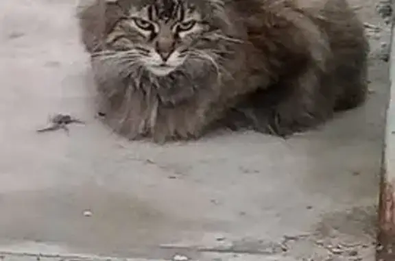 Найдена кошка, Калуга, фото: Кошка найдена, ул. Болотникова, Калуга