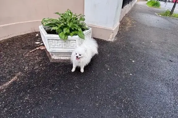 Собака найдена: ул. Ульянова-Ленина, 58