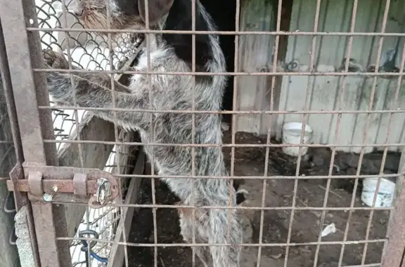 Найдена собака, Воронежская область, фото: Собака найдена в Ивановском, Воронежская обл.