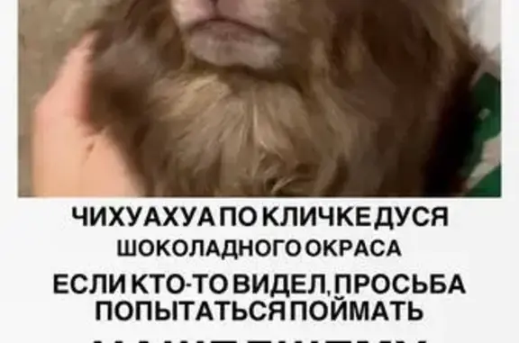 Пропала чихуахуа, Вокзальная 97, Рязань
