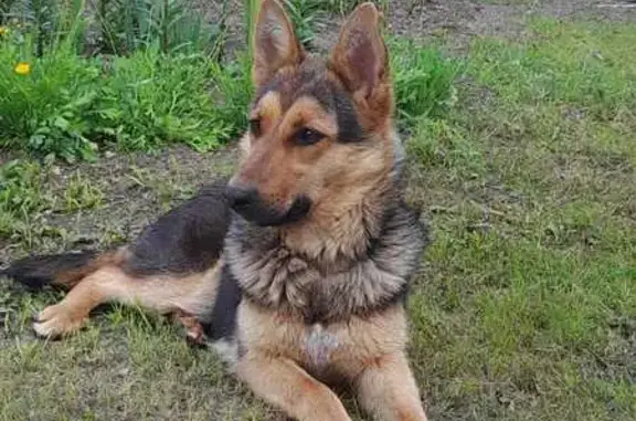 Найдена собака, Катайск, фото: Найдена собака, ул. Ленина 85, Катайск