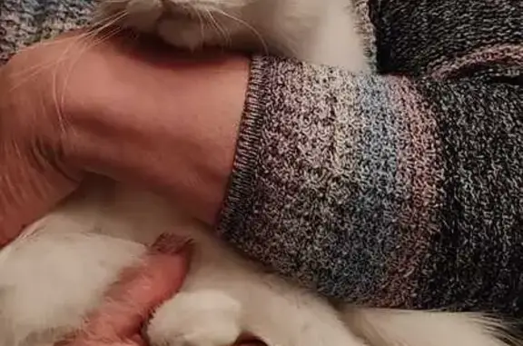 Кошка найдена: ул. Фучика, 64, Казань