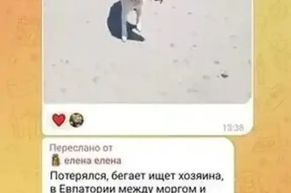Найдена собака, Евпатория, фото: Собака найдена: ул. Некрасова, Евпатория