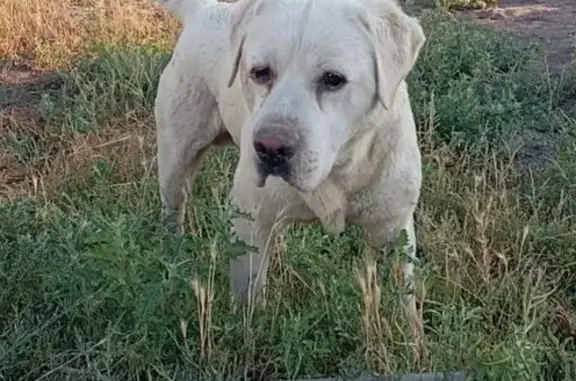 Лабрадор найден: Ленинградский пер., 82, Астрахань