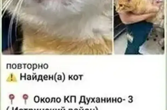 Найдена кошка, Московская область, фото: Раненый кот найден в МО