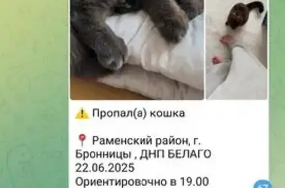 Пропала кошка, МО, Московская область