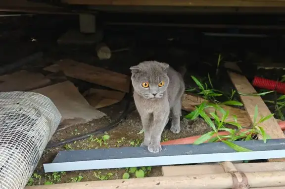 Найдена кошка, Посёлок имени Свердлова, фото: Кошка найдена: Озёрная ул., 24, п. Свердлова