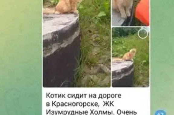 Кошка Рыжик найдена: б-р Космонавтов, 7