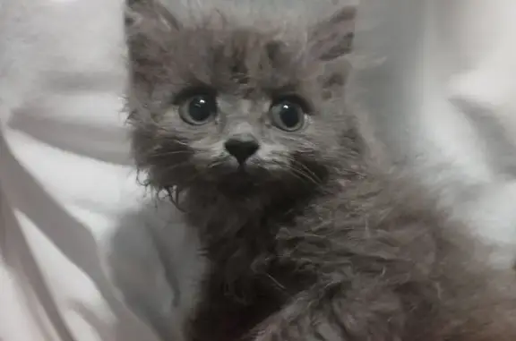 Кошка найдена на Мичурина, 43, Новоалтайск