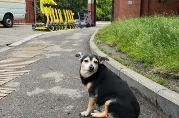 Найденные животные Калининград, фото: Старый пёс у входа в Южный парк, Калининград