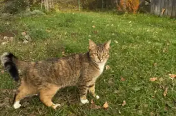 Пропала кошка, Новгородская область