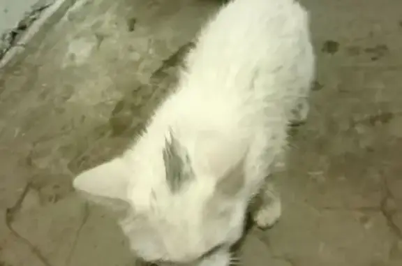 Найдена кошка, Иркутск, фото: Белый котенок найден, Сибирская 23, Иркутск