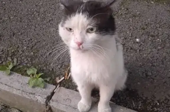 Найдена кошка, Королёва 10А, Красноярск