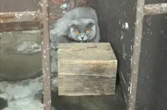 Найдена кошка, Санкт-Петербург, фото: Кошка найдена: Богатырский пр., 47 к1