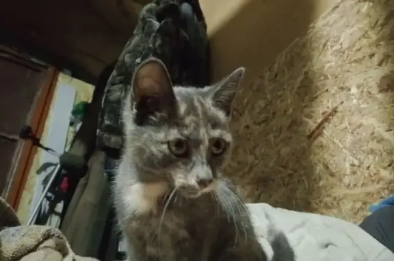 Кошка найдена, Новоалтайск, 3