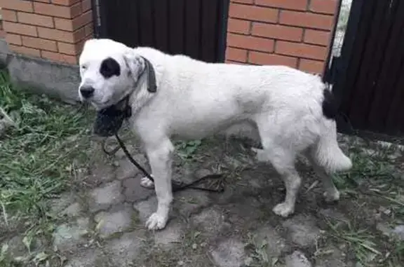 Алабай найден в селе Пенье, Владимирская обл.