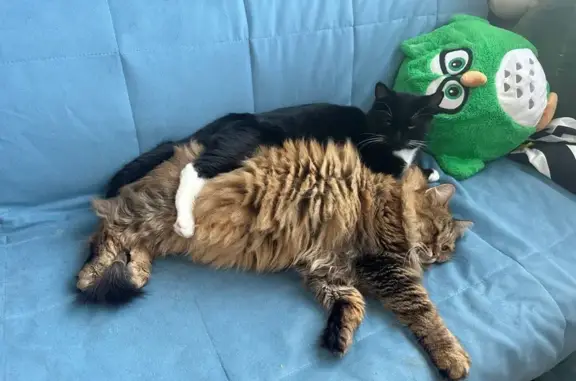 Кошки потеряшки, Валдай, фото: Потеряшка кошка, Гостинопольская ул., 10/6