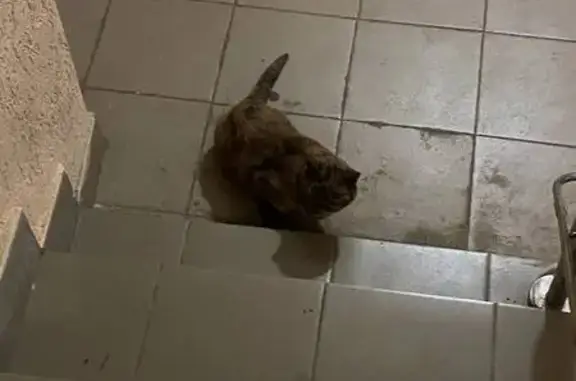 Найдена кошка, Нижний Новгород, фото: Кошка найдена: Берёзовская ул., Н. Новгород