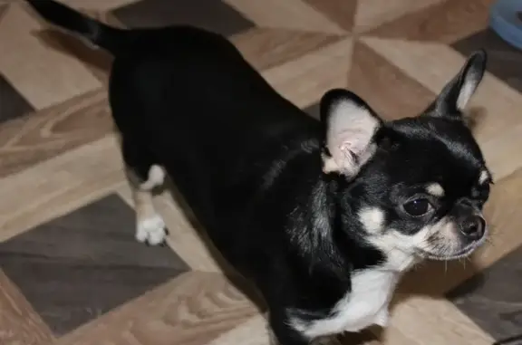 Собаки потеряшки, Ярославль, фото: Потеряшка чихуахуа, Воздвиженская, Ярославль