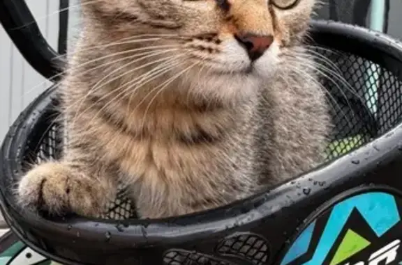 Найдена кошка, Алексеевское, фото: Кошка найдена у дома на Куйбышева, 16