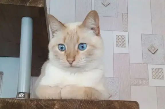 Пропала кошка, Озёрный пер., 6, Новосемейкино