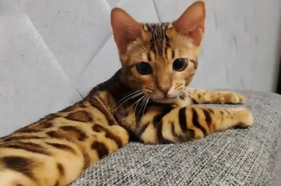 Кошки потеряшки, , фото: Потеряшка кошка, Ульяновка, Пензенская обл.