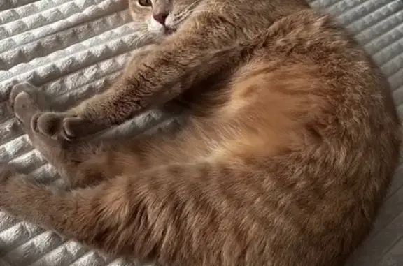 Найдена кошка, Михайловск, фото: Найдена рыжая кошка, Прекрасная 9, Михайловск