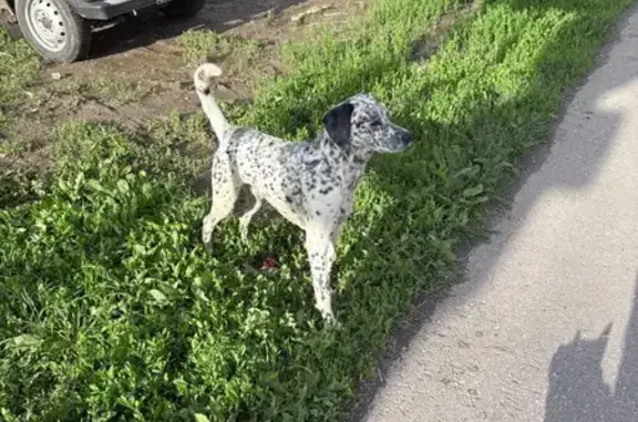 Найденные животные Тула, фото: Собака найдена на Токарева 73, Тула