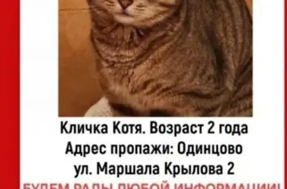 Кошки потеряшки, Одинцово, фото: Потеряшка кошка, Одинцово, б-р Крылова 2