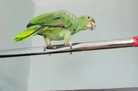 Пропала птица, Муезерская 5Д, Птз. - photo