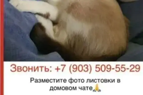 Пропал кот, Люберцы, Почтовое 96