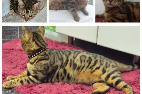 Кошки потеряшки, Жуково, фото: Потеряшка кошка, Жуково, Тополиная улица