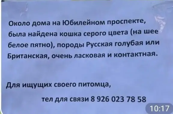 Поиск домашних животных, фото: Кошка найдена: Юбилейный пр., 78, Химки