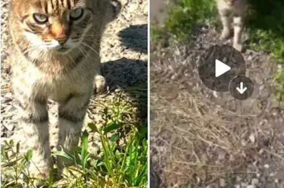 Поиск домашних животных, фото: Кошка найдена: Вокзальная ул., 16, Подольск