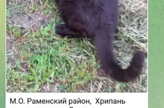 Пропала черная кошка, Хрипань, Егорьевское