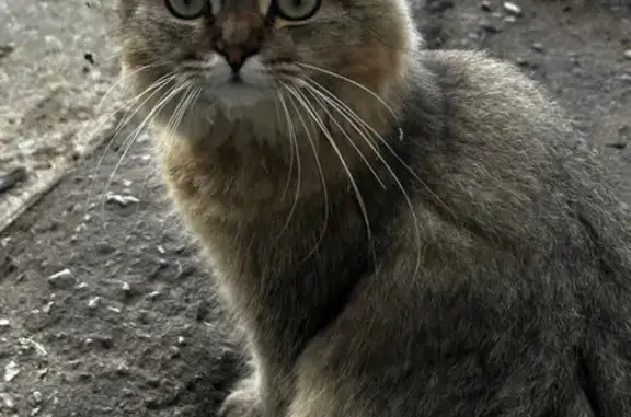 Найдена кошка, Саранск, фото: Кошка найдена у дома 88, пр. 70 лет Октября