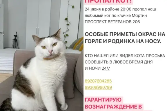Пропала кошка, пр. Ветеранов 206, СПб
