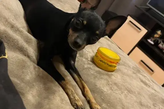 Собаки потеряшки, , фото: Потеряшка собака, ул. Ленина, Гражданский