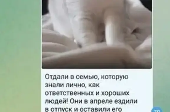 Пропала кошка на Судостроительной, 45